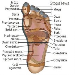 Internetowy kurs Podstawy refleksologii i refleksoterapii Podstawy refleksologii i refleksoterapii - kurs online